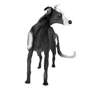 Lévrier Whippet Adulte - robe 191