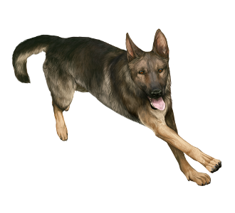 chiens