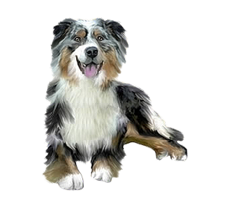 Berger Australien chien - robe 176