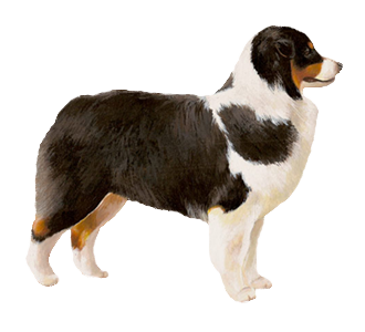 Berger Australien Adulte - robe 34