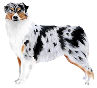 Berger Australien chien - robe 673
