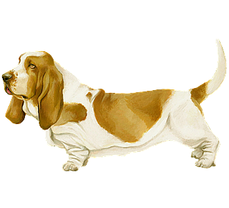 Basset Hound Adulte - robe 14