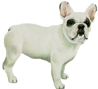 Bouledogue français Adulte - robe 10