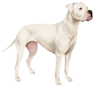 Dogue argentin Adulte - robe 55