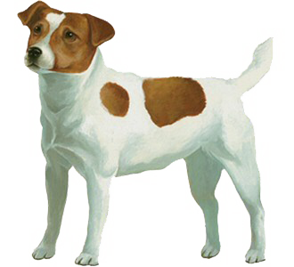 Jack Russell Adulte - robe 60