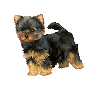 Recueillir un chien de race yorkshire