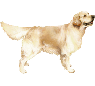 Golden Retriever Adulte - robe 54