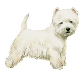 Westie Adulte - robe 55