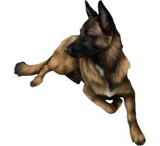 chien