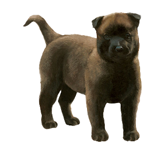 Berger Belge Malinois Chiot - robe 37