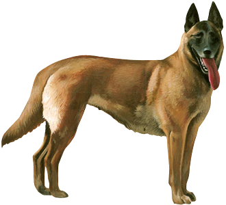 Berger Belge Malinois Adulte - robe 37