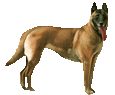 Chien Berger Belge Malinois - Robe Puce