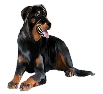 Beauceron Adulte - robe 104