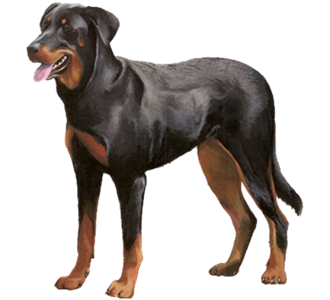 Beauceron Adulte - robe 30