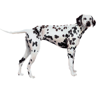 Dalmatien Adulte - robe 35