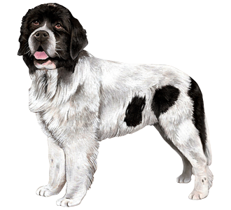 Landseer  Adulte - robe 65
