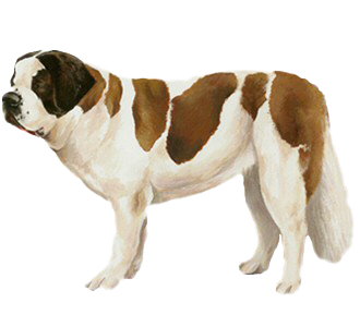 Saint Bernard Adulte - robe 60
