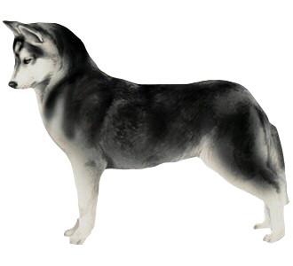 Husky Adulte - robe 51
