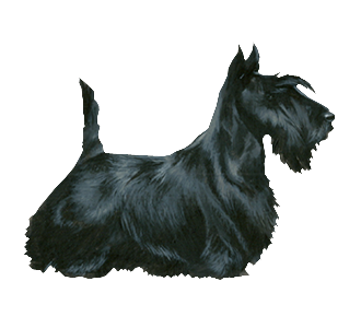 Terrier Ecossais Adulte - robe 51