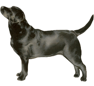 Labrador Adulte - robe 51