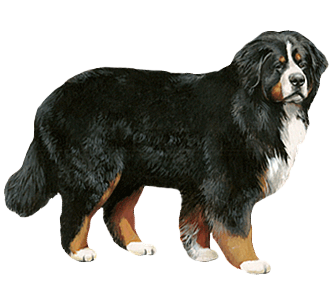 Bouvier Bernois Adulte - robe 64