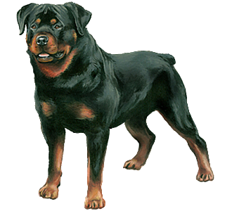 Rottweiler Adulte - robe 30
