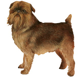 Griffon bruxellois Adulte - robe 41