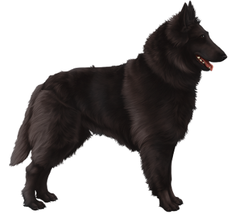 Berger Groenendael Dracula Adulte - robe 51