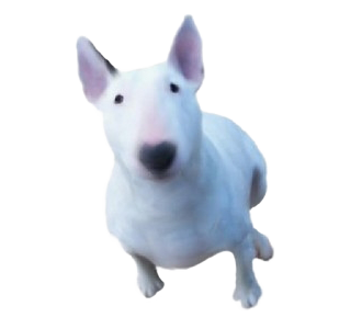 Bull terrier Adulte - robe 709