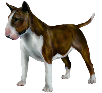 Bull terrier Adulte - robe 9