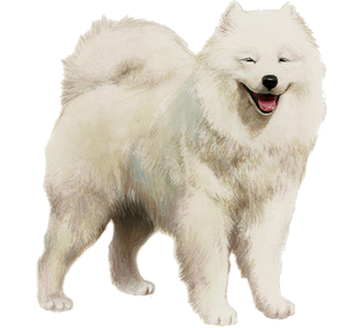 Samoyede Adulte - robe 7
