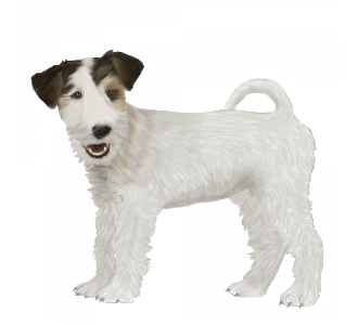 Fox terrier Adulte - robe 1088