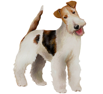 Fox terrier Adulte - robe 52