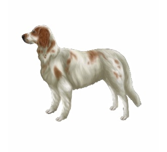 Setter anglais Adulte - robe 1095