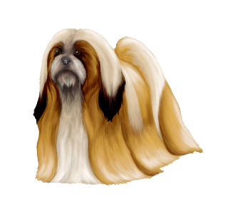 Lhassa Apso Adulte - robe 1148