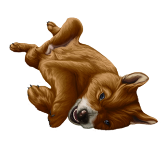 Dingo Chiot - robe 1257