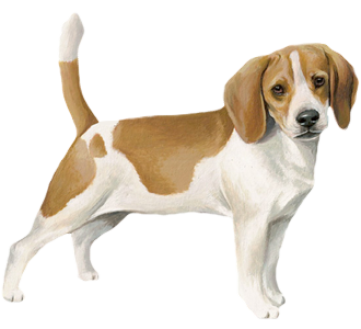 Beagle Adulte - robe 5