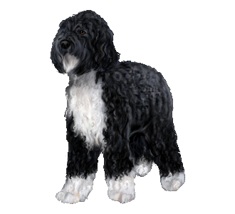 Barbet Adulte - robe 1127