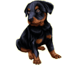 Dobermann - Rottweiler ##STADE## - robe 1288