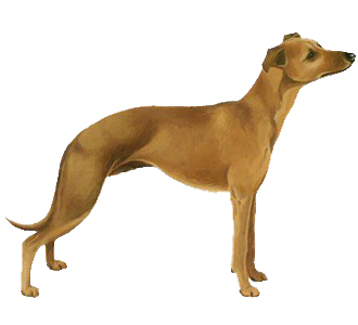 Lévrier Whippet chien - robe 17