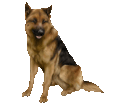 Berger Allemand Chiot - robe 1340000244