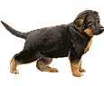 Berger Allemand Chiot - robe 30