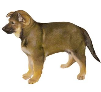 Berger Allemand chiot - robe 52