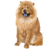 Chow Chow Adulte - robe 17
