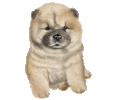 Chow Chow Chiot - robe 17