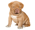 Dogue de Bordeaux Chiot - robe 26