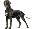 Dogue Allemand Adulte - robe 51
