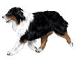 2_mini-chien-berger-australien-2.gif (115×95)