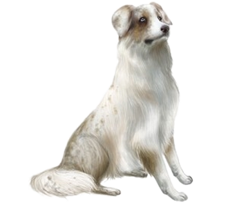 2-chien-berger-australien-2.png (330×300)