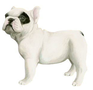 Bouledogue français Chiot - robe 10